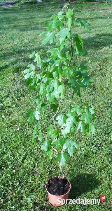 Klon Polny acer campestre duze sadzonki Stalowa Wola