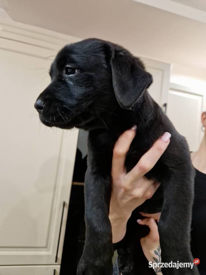 Labrador Retriever suczka gotowa do odbioru wielkopolskie Gostyń