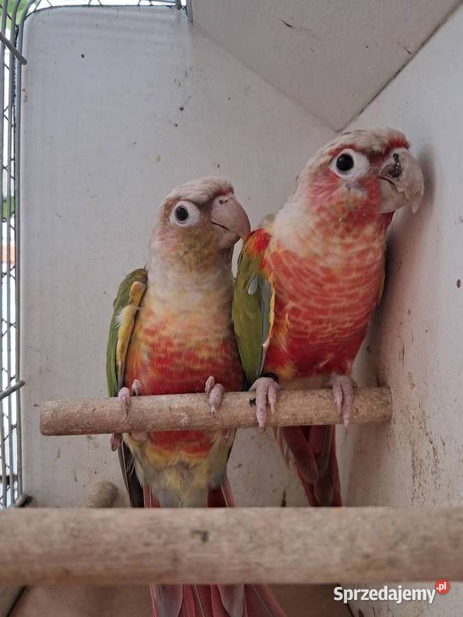 RudosterkaRudosterki Tryńcza