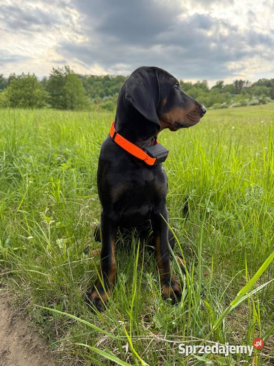 Nadajnik GPS pssa bez abonamentu Lubartów