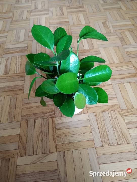 Hoya australis gęsta sadzonka Zielone śląskie Częstochowa