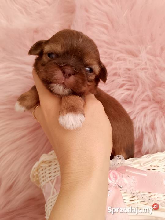 Czekoladowa suczka rasy ShihTzu Shih Tzu opolskie Namysłów