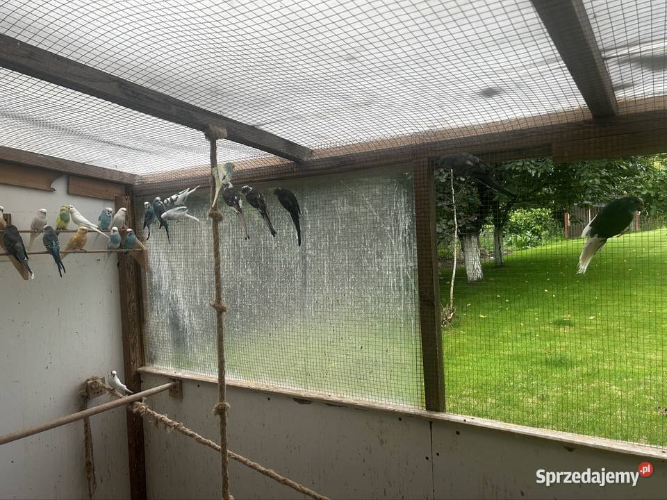Papugi faliste i świergotki Brodnica