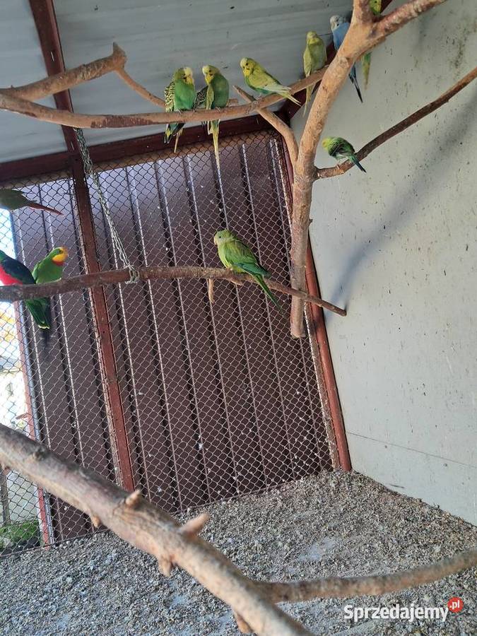 Sprzedam papugi barabandy aleksandrety zeberki świętokrzyskie Pińczów