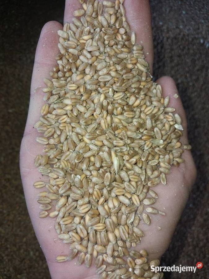 Pszenica Ozima Ziarno Rychłocice sprzedam