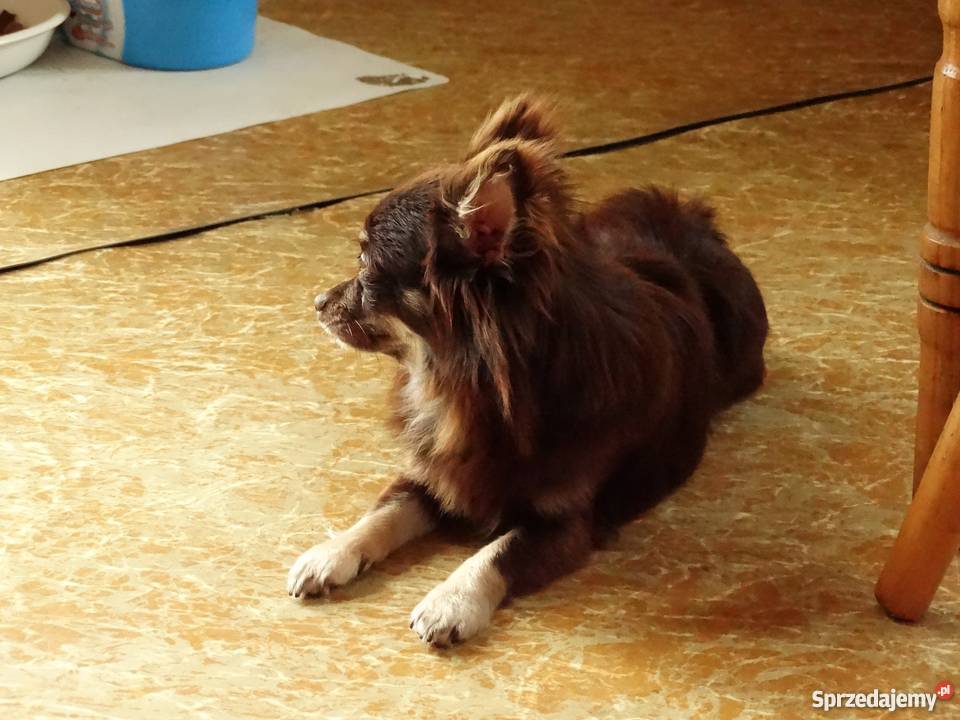 Chihuahua długowłosa czekolada SUKA Tarnów