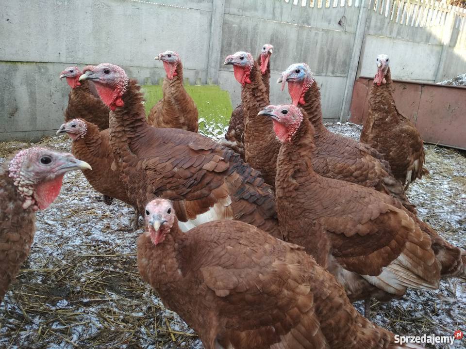 Indory czerwone Zwierzęta Radoszyce sprzedam
