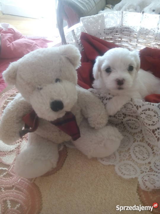 Szczenięta Szczecin