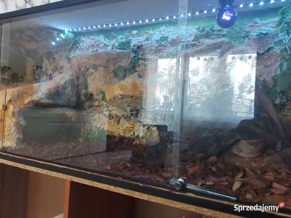 Boa cesarski Cieszyn