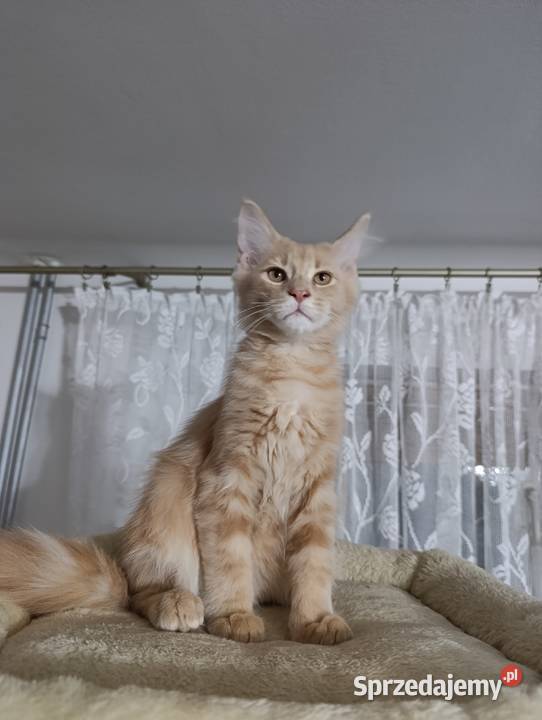 Kocurek Maine Coon