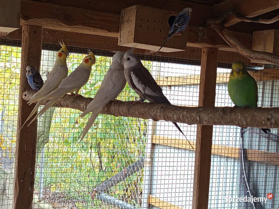 Sprzedam Papugi Zwierzęta