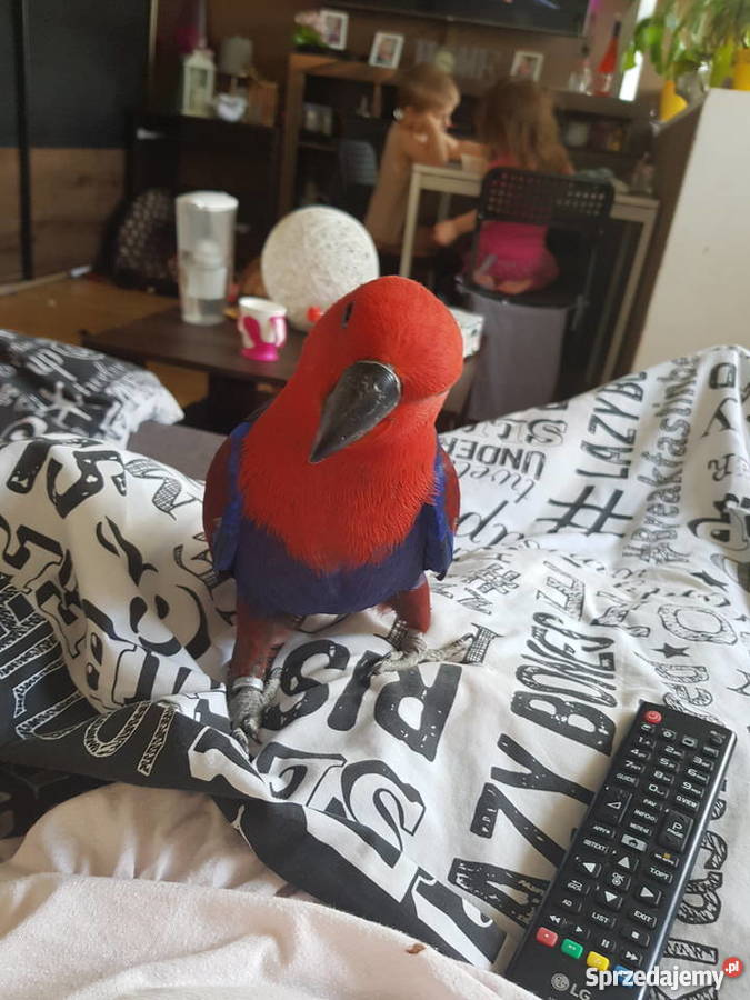 Lora wielka para Zielona Góra