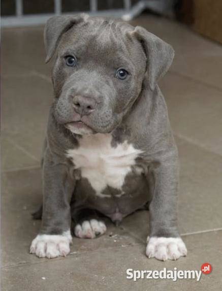 Piekne Amstaffy Lublin