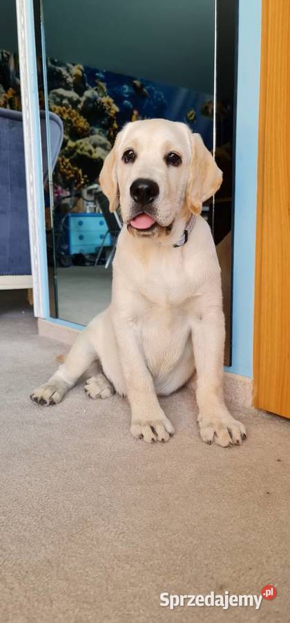 Labrador retriever szczeniaki biszkoptowe FCI Milicz