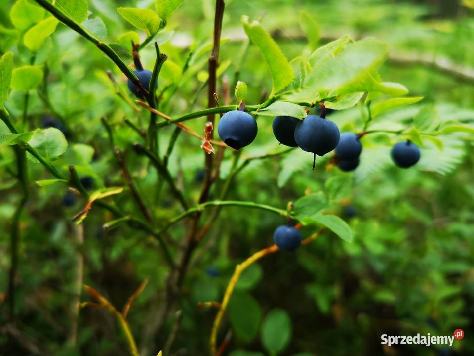 Jagody Leśne 125zl litr Świeże Nadal Zbieram Tarnówko sprzedam