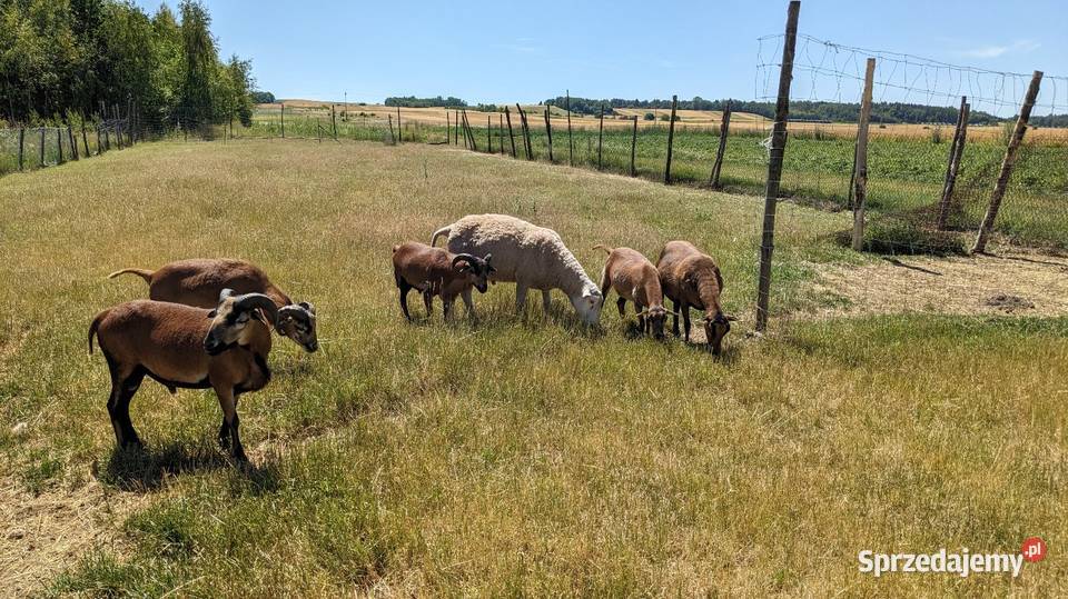Owce kameruńskie i lacune fryz Owce Pińczów