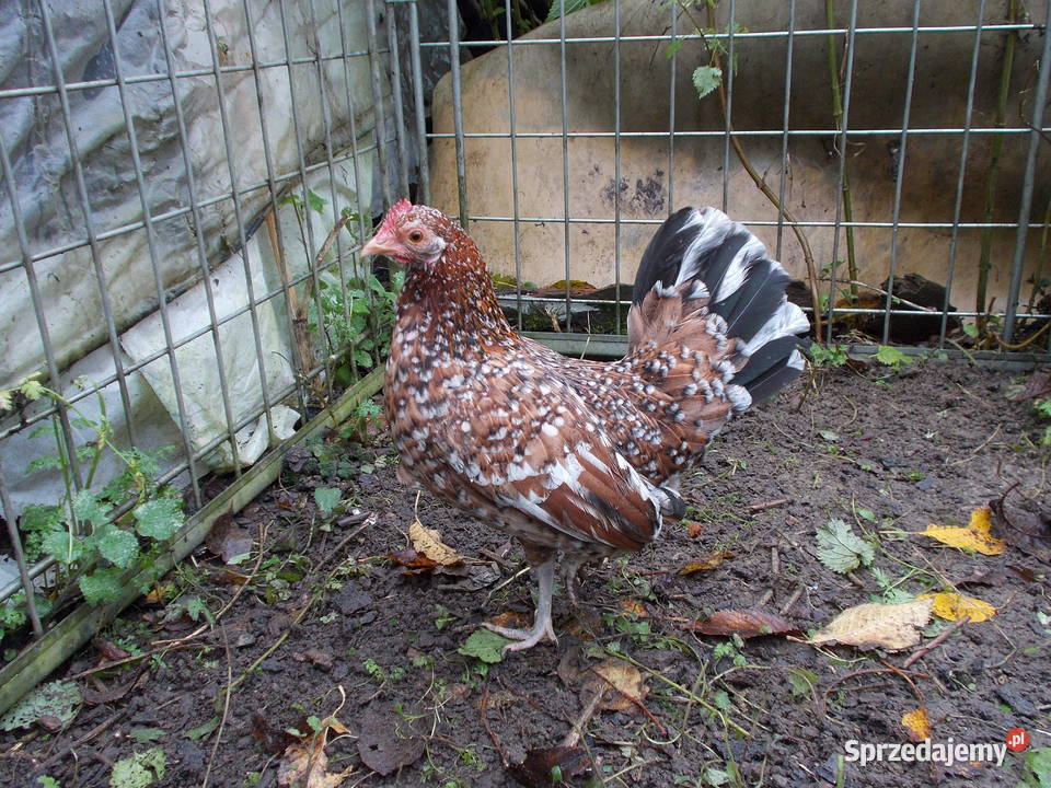 Kury miniaturki piękna para nakrapiana Kutno