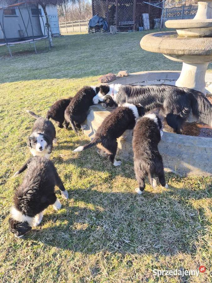 Border Collie Border Family Pozostałe Suchedniów