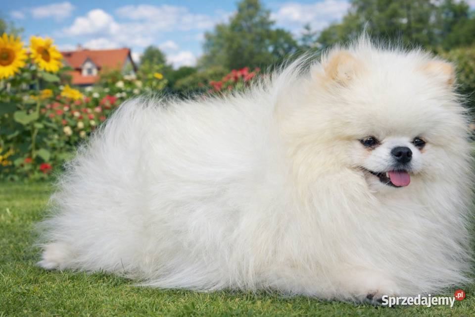 SZPIC MINIATUROWY POMERANIAN PIĘKNE SZCZENIĘTA