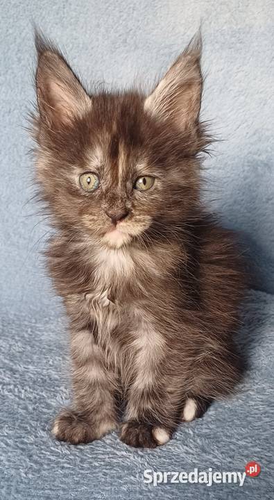 Maine Coon kotka rodowód FPL Maine Coon małopolskie Olkusz