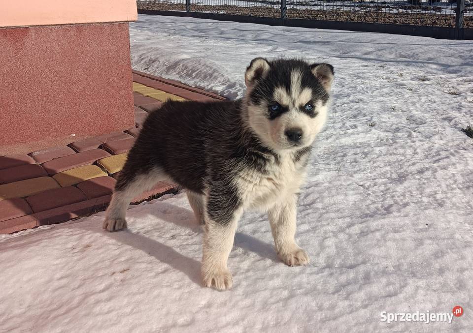 Szczeniaczki Siberian husky z elitarnym Krośniewice sprzedam