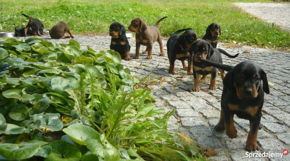 Gończe polski i czekoladowe