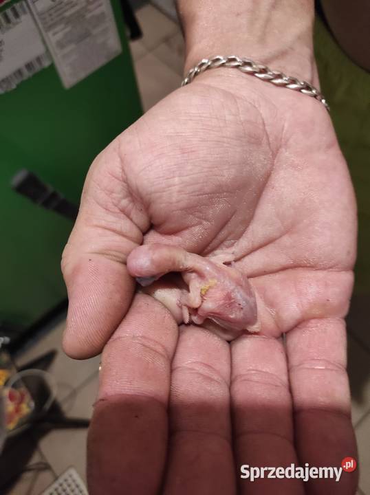 Aleksandretta Wielka Limanowa sprzedam