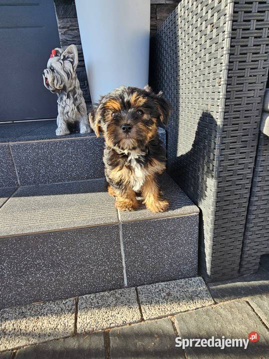 York terrier chłopczyk Chróścin