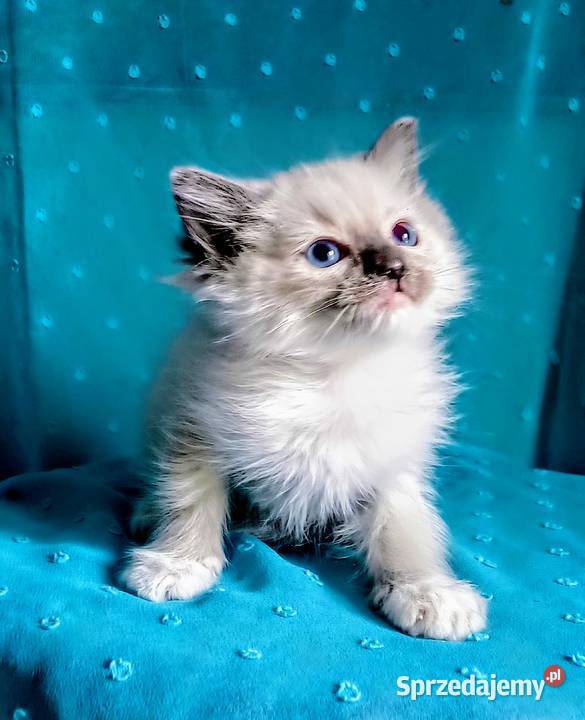 Cudowny kocurek Ragdoll z rodowodem i wyprawką Łódź sprzedam