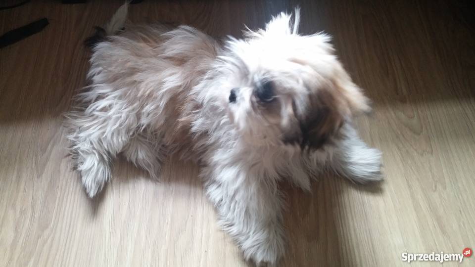 Shih tzu tricolor 45 miesięczny Łódź