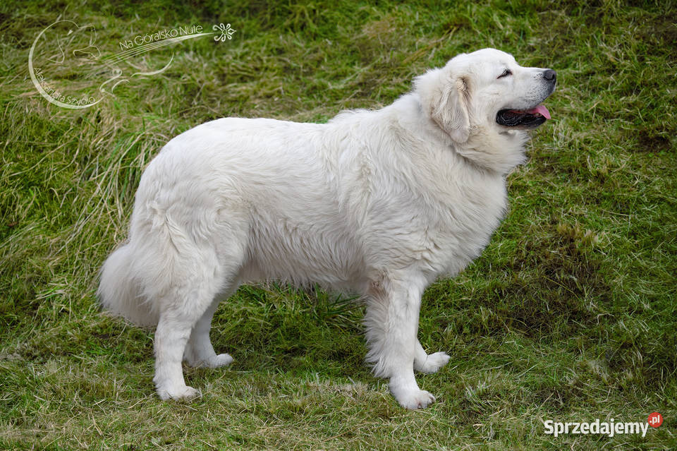 Owczarek podhalański Zabierzów sprzedam