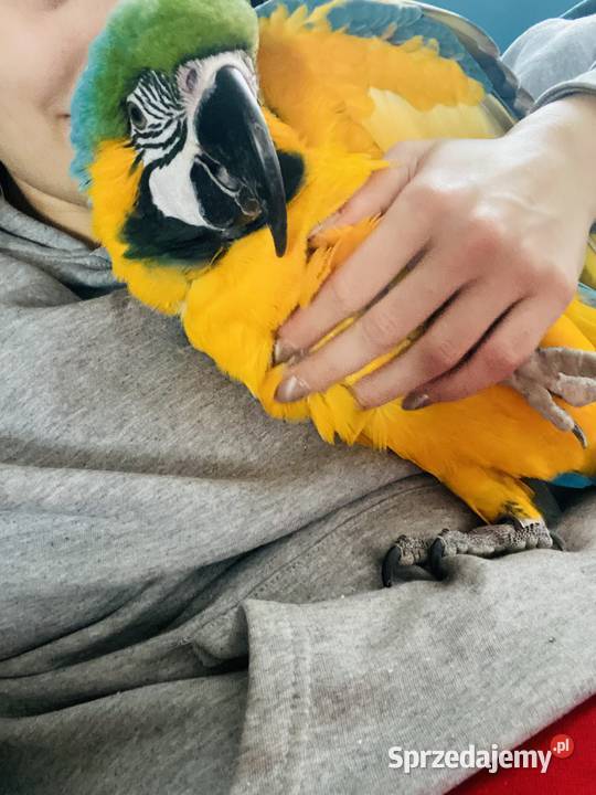 Ara Ararauna pupil dokumenty mazowieckie Warszawa