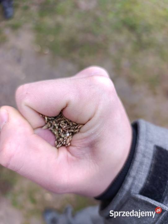 Seradela z sezonu 2025 15 t Przyłęk