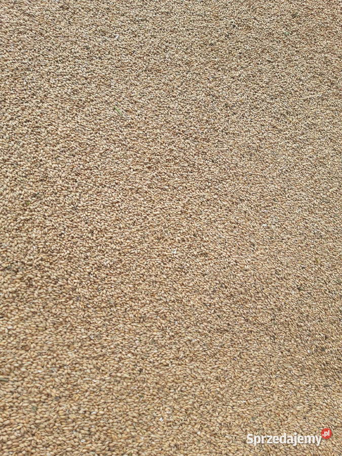 ma do sprzedania pszenżyto świętokrzyskie Sobków