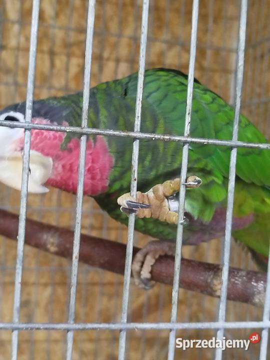 Amazónka kubańska para Ptaki Siedlce