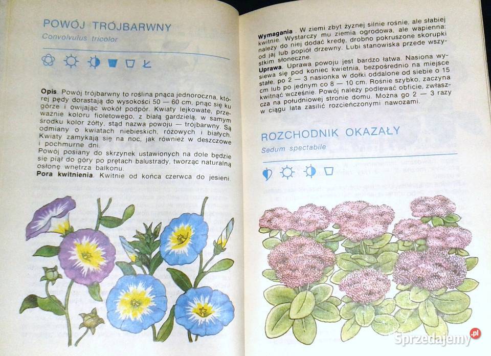 Balkon w kwiatach Anita PaszkiewiczTokarczyk