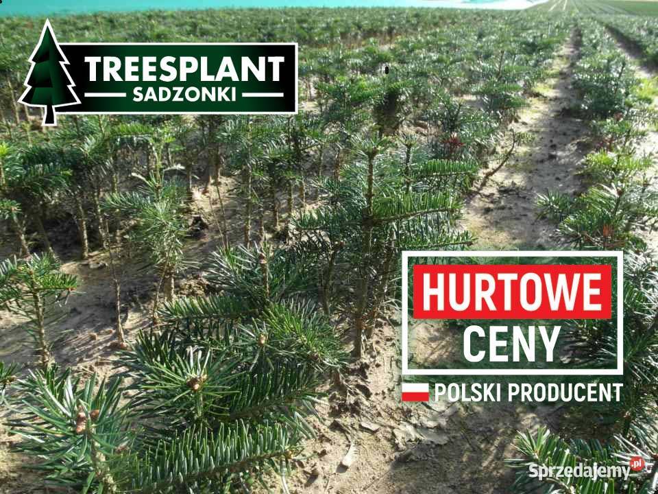 Sadzonki Jodła Kaukaska 21 do 20 srebrny Wrocław sprzedam