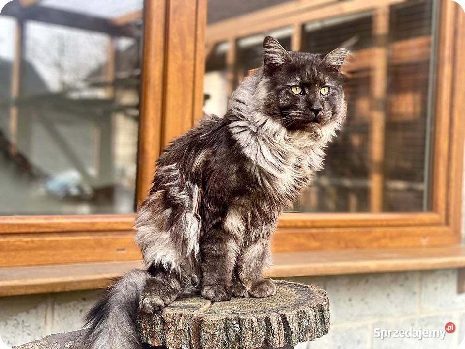Maine Coon Kocur czarny Dumny WCF Reproduktor Daleszyce sprzedam