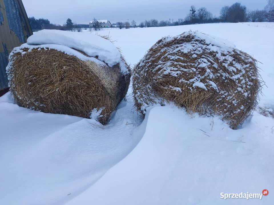 siano słoma jęczmienna baloty120x140 możliwość Chełm