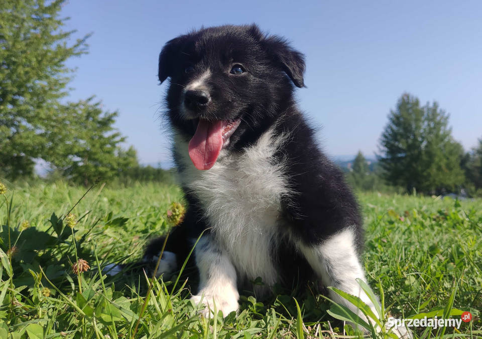 BORDER COLLIE czystej krwi z Hodowli Rasowy pies podkarpackie