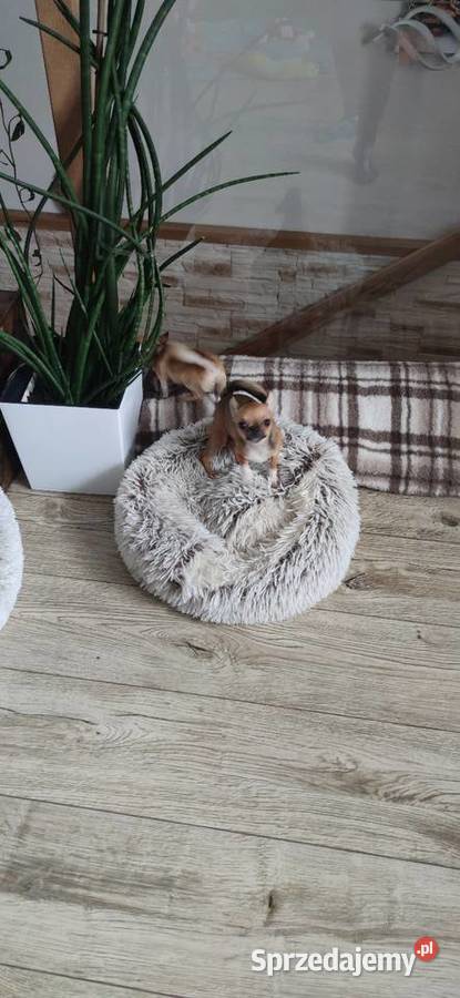 Przepiękna Laleczka Chihuahua Gotowa Do Odbioru
