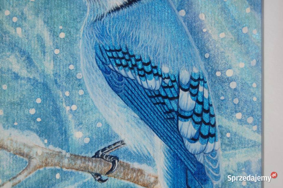 Blue Jay Modrosójka błękitna ptak zima akwarela Obrazki i obrazy Lublin sprzedam