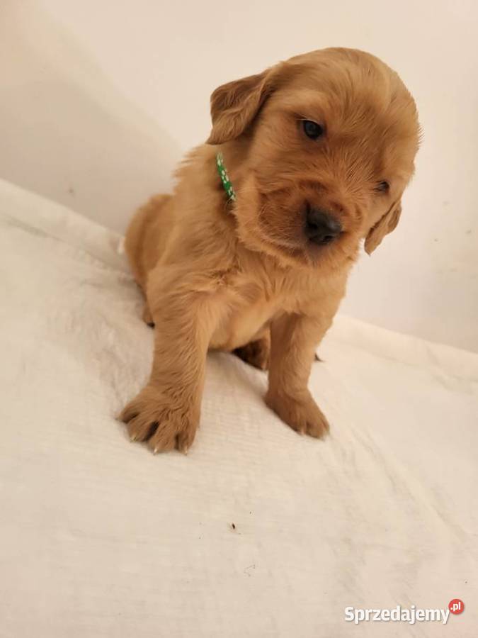 Chłopaki Golden retriever ciemno złote maluszki śląskie Poręba