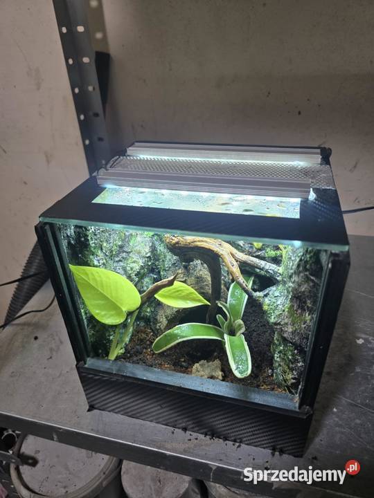 Terrarium tropikalne z wyposażeniem 20x20x20 Terrarystyka wielkopolskie Ostrów Wielkopolski