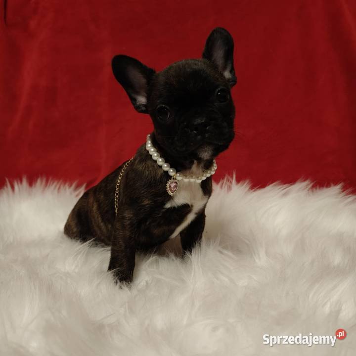 Buldog francuski przebadanych rodzicach Łańcut