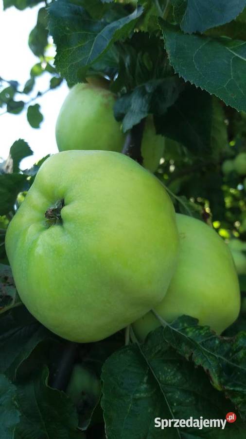 ANTONÓWKA tanio Jabłka prosto z sadu Grójec