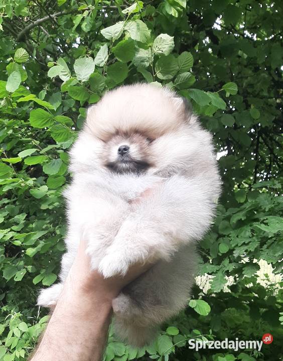 Dziewczynka szpic miniaturowy pomeranian Zwierzęta łódzkie sprzedam