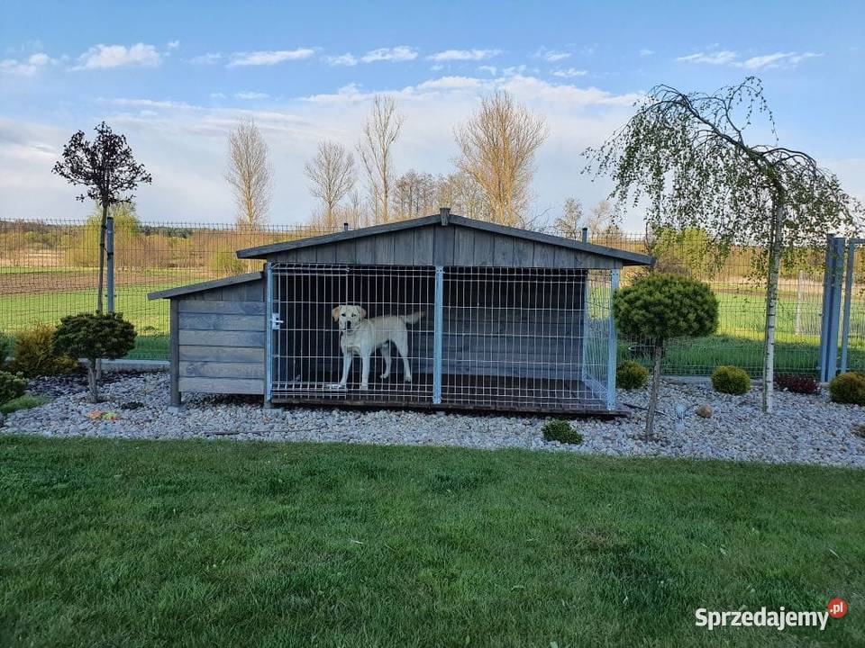 buda z kojcem kojec boks