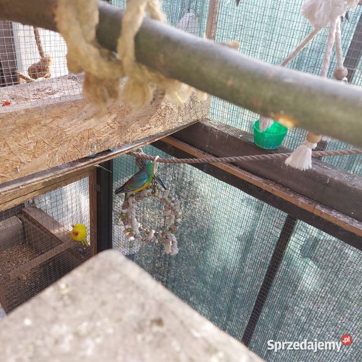 Sprzedam papugi Serby