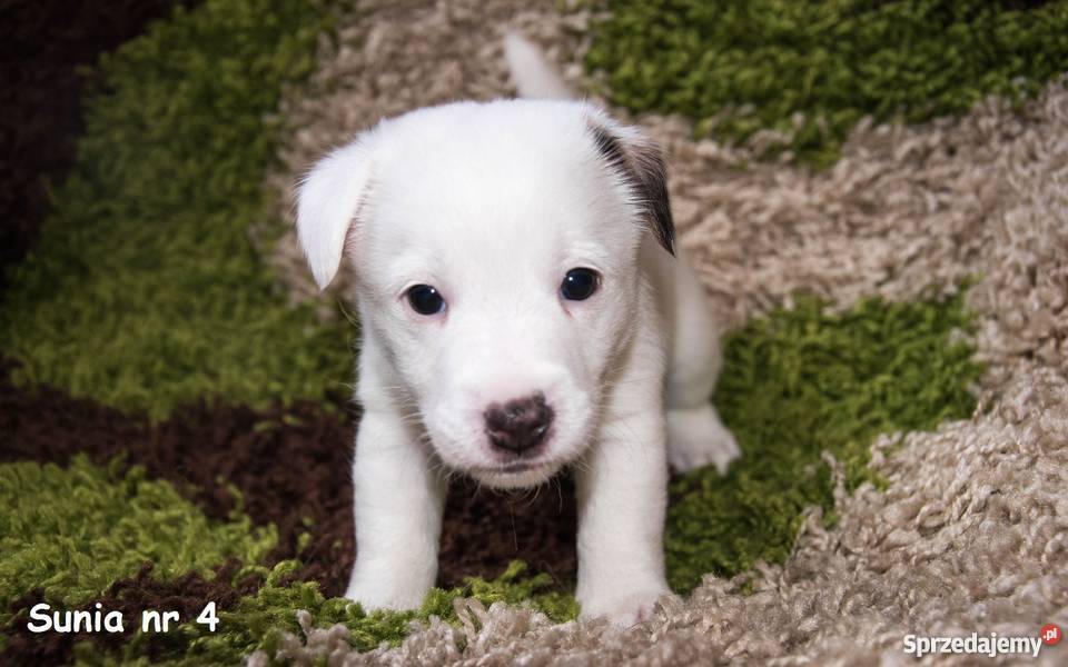 Szczeniaki Jack Russell Terrier FCI Rodowód ZKwP